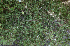 Olearia fragrantissima