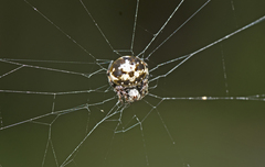 Araneus rotundulus