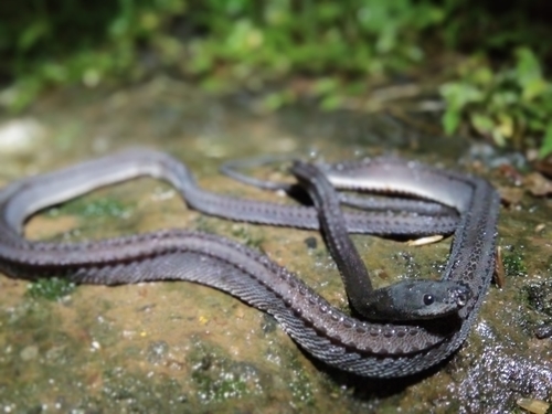 Photo of a Dragon snake (Xenodermus javanicus)