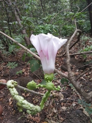 Ipomoea campanulata
