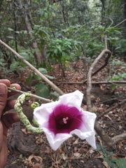 Ipomoea campanulata