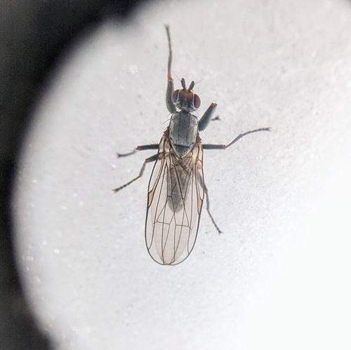 Unknown species found near Easton, NH, USA