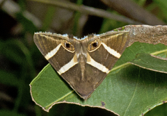 Grammodes oculicola