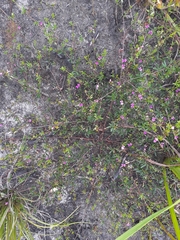 Indigofera sp14