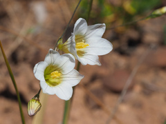 Ixia saundersiana