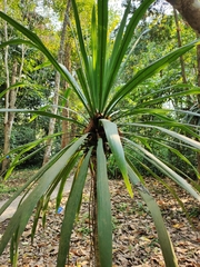 Dracaena cochinchinensis