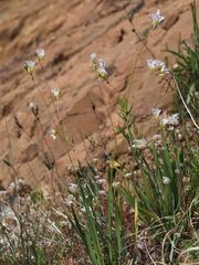 Ixia saundersiana