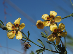Roepera sessilifolia
