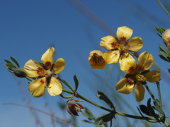 Roepera sessilifolia