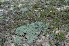 Artemisia hololeuca