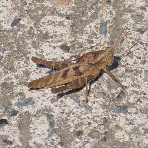 Xyleus discoideus (Xyleus discoideus)