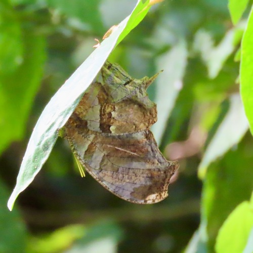 Tiger Leafwing (Consul fabius)