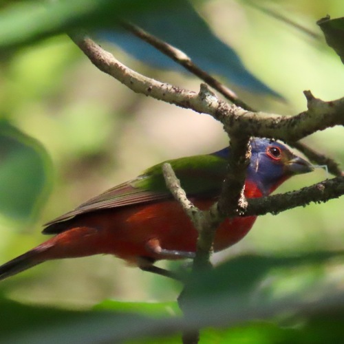 Painted Bunting (Passerina ciris)