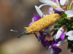 Gasteroclisus