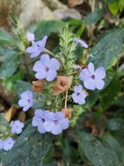 Eranthemum