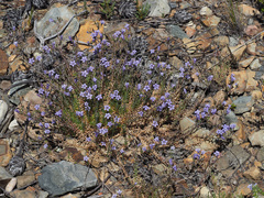 Wahlenbergia oxyphylla