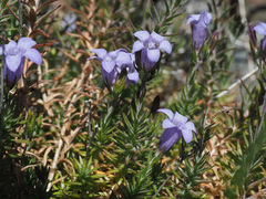 Wahlenbergia oxyphylla