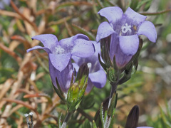 Wahlenbergia oxyphylla