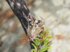 Carcharodina