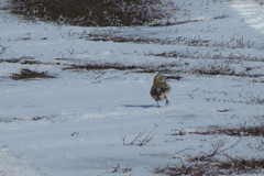 Melanocorypha yeltoniensis