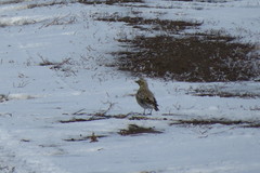 Melanocorypha yeltoniensis
