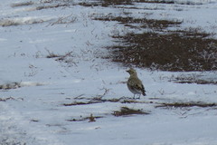 Melanocorypha yeltoniensis