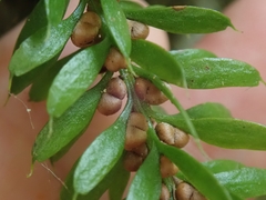 Tmesipteris sigmatifolia