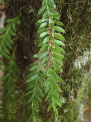 Tmesipteris sigmatifolia