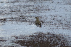 Melanocorypha yeltoniensis