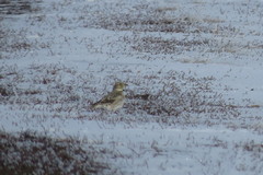 Melanocorypha yeltoniensis