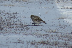Melanocorypha yeltoniensis