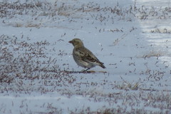 Melanocorypha yeltoniensis