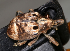 Perissops ocellatus