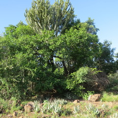 Euphorbia ingens image