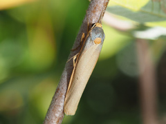 Sozusa scutellata