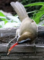 Pomatorhinus ochraceiceps