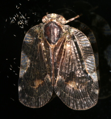 Aprivesa exuta