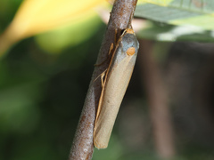 Sozusa scutellata