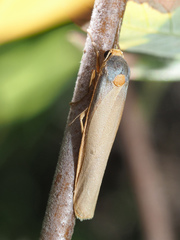 Sozusa scutellata
