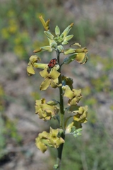 Matthiola fragrans