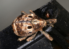 Perissops ocellatus