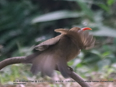 Pomatorhinus ochraceiceps