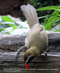 Pomatorhinus ochraceiceps