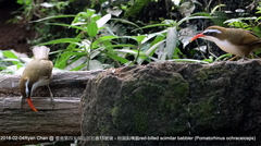 Pomatorhinus ochraceiceps