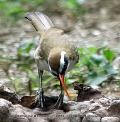 Pomatorhinus ochraceiceps