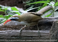 Pomatorhinus ochraceiceps