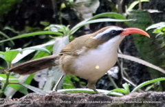 Pomatorhinus ochraceiceps