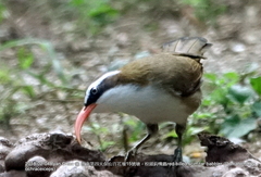 Pomatorhinus ochraceiceps