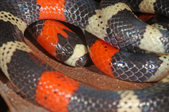 Micrurus lemniscatus