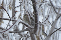 Emberiza leucocephalos